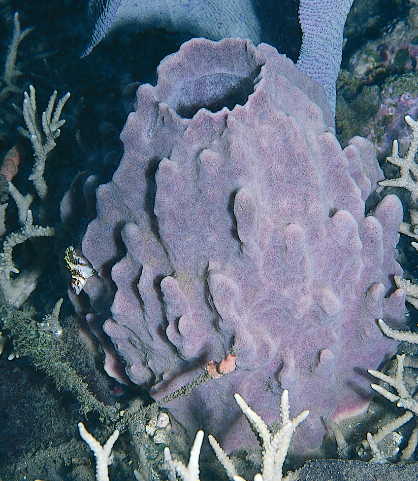 Who was Animal Eve? the Shape of Life The Story of the Animal Kingdom